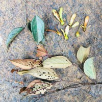 Hopea discolor Thwaites